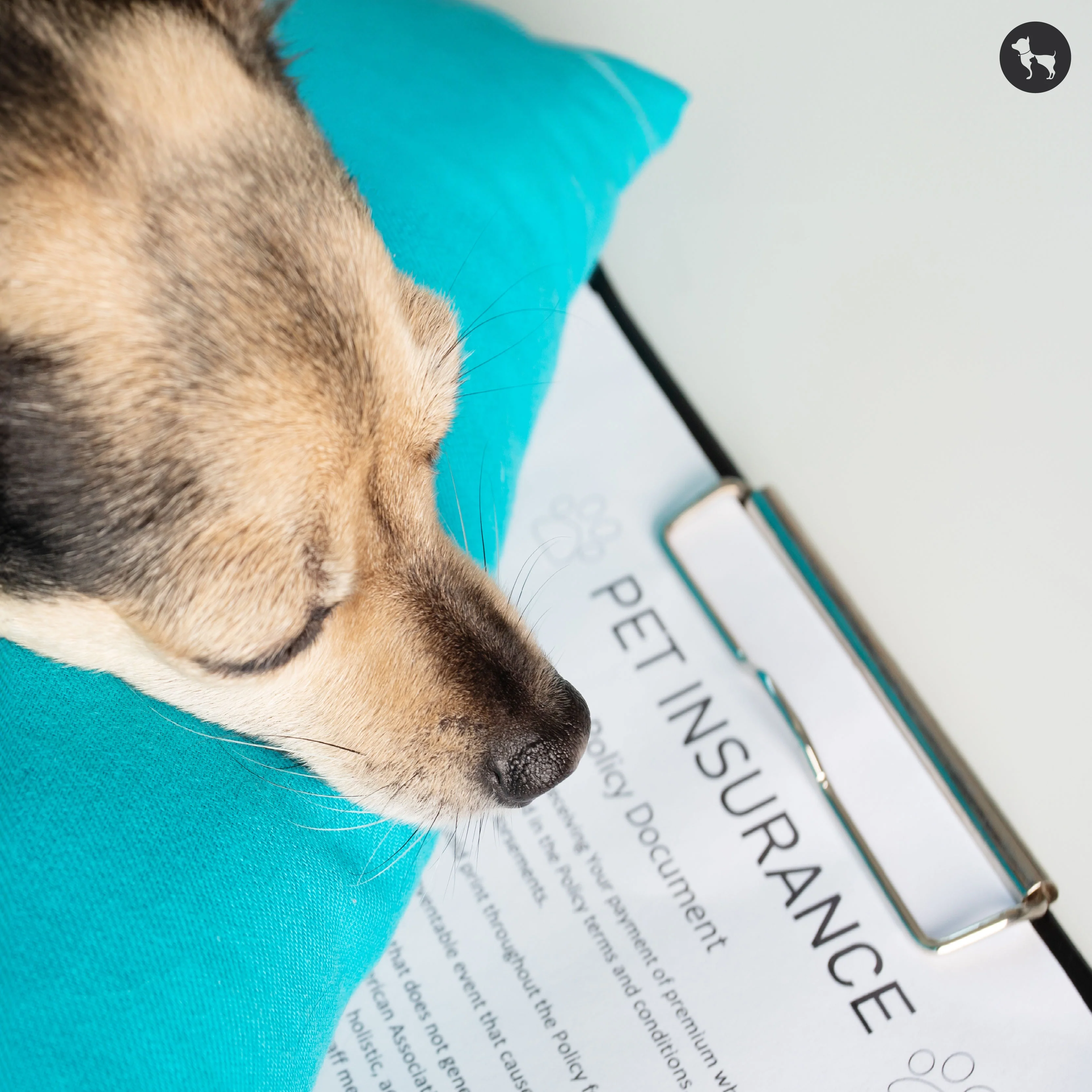 Pet Insurance